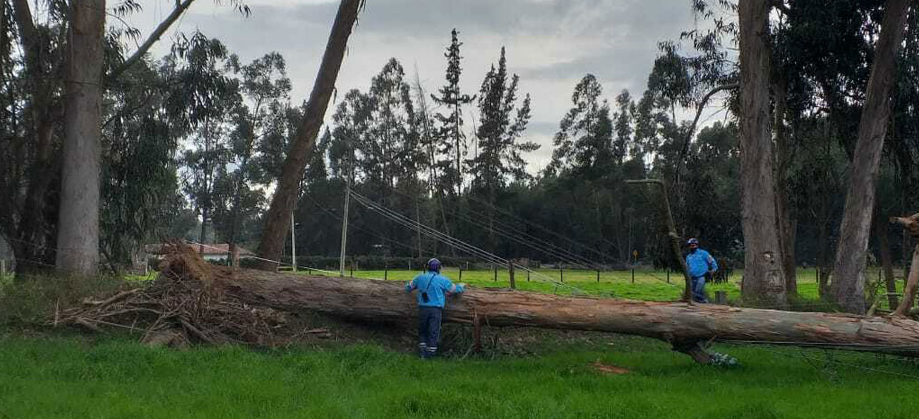 Medidas preventivas para la poda de árboles | Enel Colombia