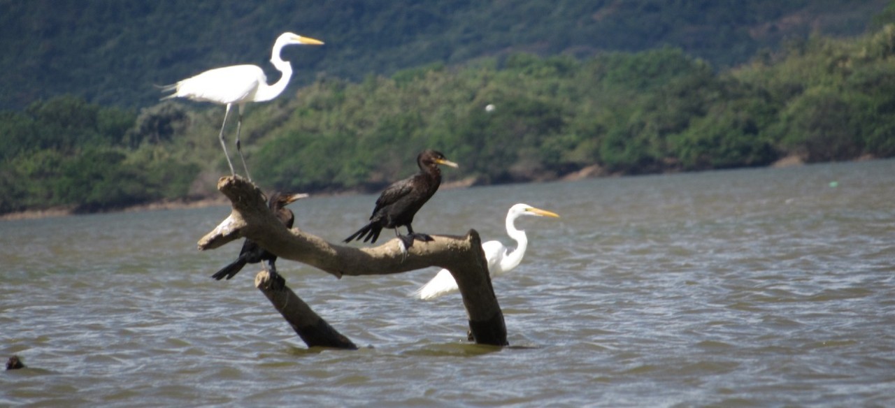 Avistamiento de aves en Colombia durante el Global Big Day en las centrales de Enel Colombia. Avistamiento de aves en Colombia durante el Global Big Day